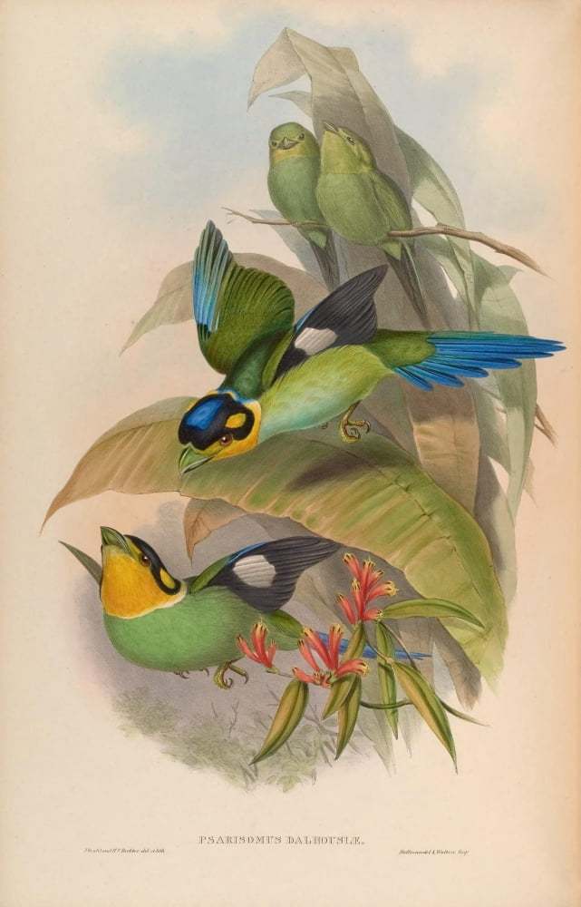 Birds Of Asia 1850