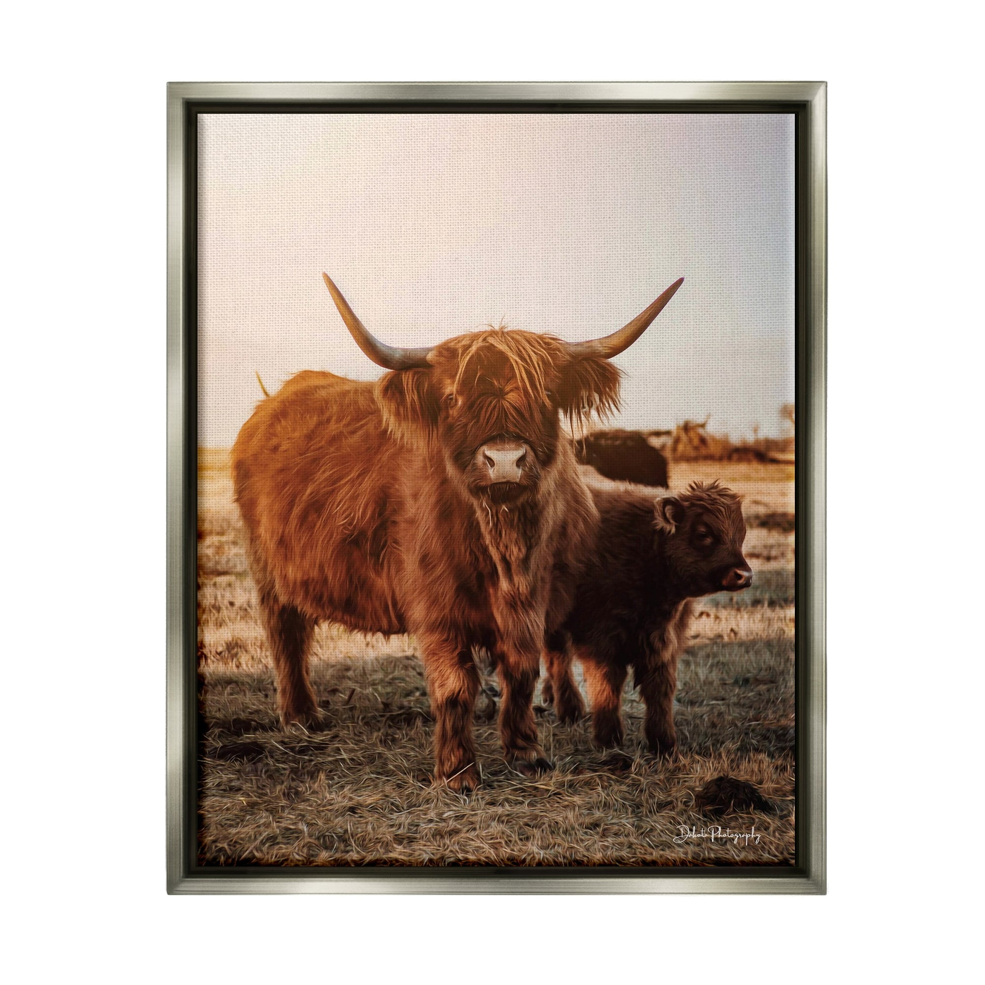 Stupell Industries Longhorn Highland Cattle Cow Warm Sunrise Morning Photograph Luster Gray Floating Framed Canvas Print Wall Art, Design by Dakota Diener