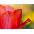 thumbnail image 2 of Jaynes Gallery 32x25 White Modern Wood Framed Museum Art Print Titled - France-Giverny Close-up of red tulip petals, 2 of 4