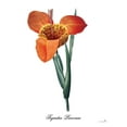 thumbnail image 2 of Sophie 6 12x14 White Modern Wood Framed Museum Art Print Titled - Tigridia Pavonia, 2 of 4