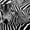 Dazed Zebra, variant on Elephant Stock Dazed Zebra Wall Art - Horizontal Multi Panel Canvas - 3 Piecehallway Wall Decor - Photography Animal Multi Panel - Black And White Decor - 23" x 14"