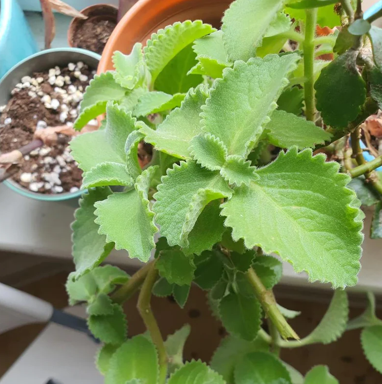 Set of 2 Cuban Oregano Live Plants 4-6 Inch Tall, Mexican Mint & Spanish Thyme Herb Plants, Fragrant Indoor & Outdoor Garden Herb