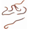 thumbnail image 5 of 100 Packs Of 8cm0.4g Red Worm Earthworm Fake Baits, Fish Smell Soft Baits, Maggots Banmo, 5 of 5