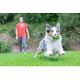 thumbnail image 2 of Chuckit! Sniff Fetch Ball Durable High Bounce Rubber Dog Toy, Peanut Butter & Bacon Scented, Medium 2.5" for Dogs 20 to 60 lb, Blue, Green & Blue, Pack of 2, 2 of 6