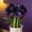 B, variant on Amaryllis, Low Maintenance - Easy Grow - Ideal for Beds Borders, Plant Pots & Planters