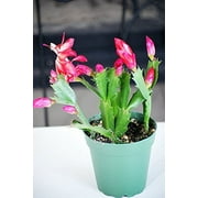 9GreenBox - Red Christmas Cactus Plant - Zygocactus - 4" Pot