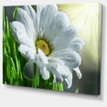 thumbnail image 2 of Fleur de Marguerite Belle - Grande Impression sur Toile, 2 of 3
