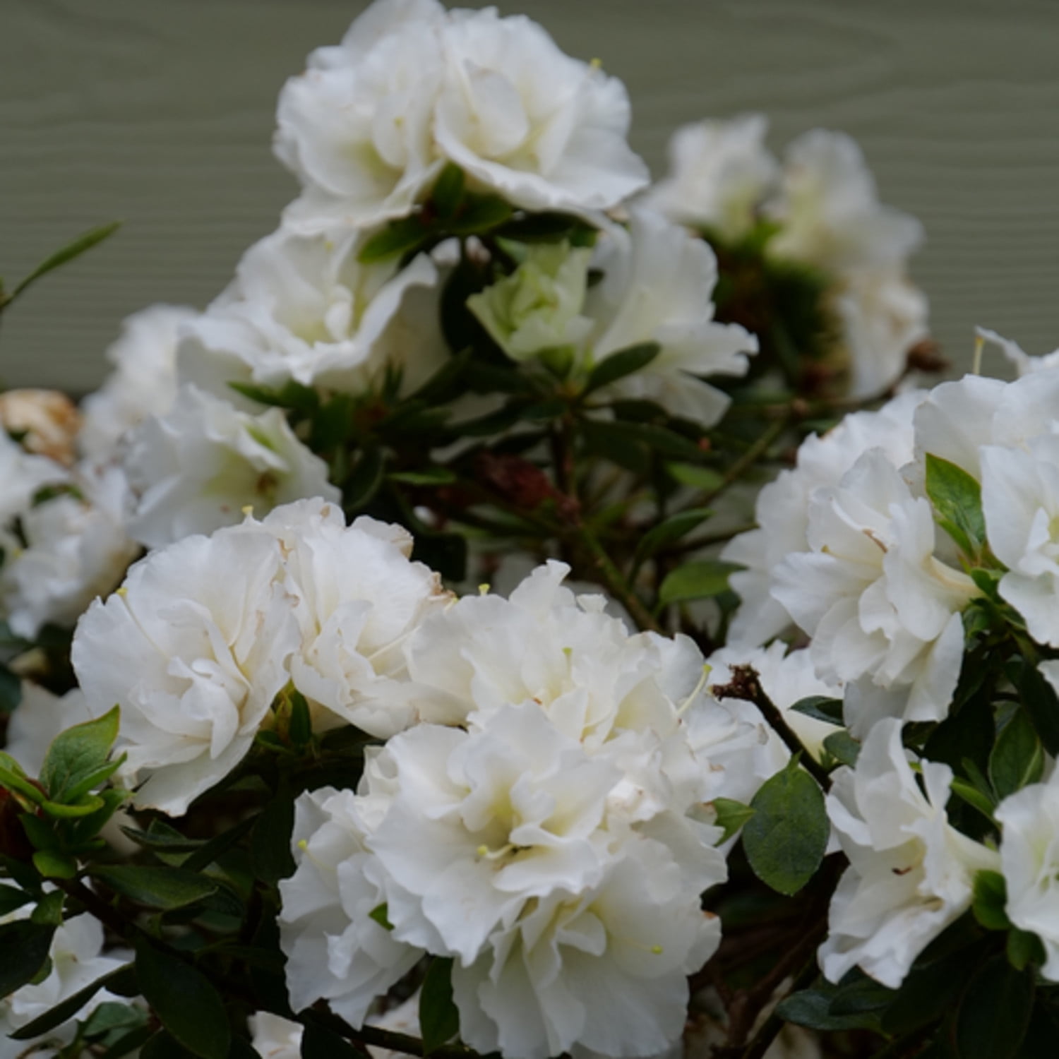 Proven Winners ColorChoice 5" Perfecto Mundo Double White Reblooming Azalea Live Plant in 4.5" Pot (4 Count)