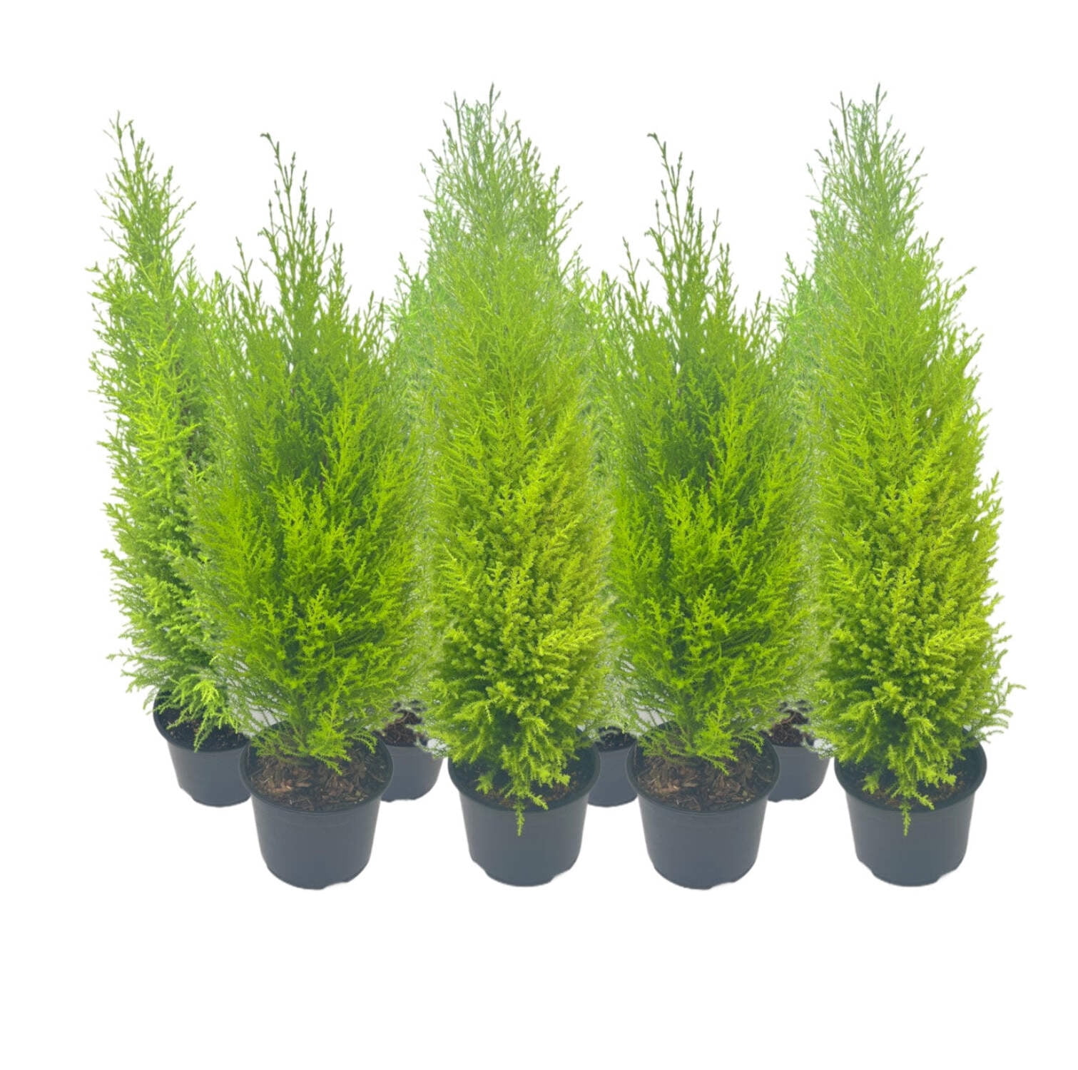 8-PK Live Dwarf Lemon Cypress, Cupressus macrocarpa ‘Goldcrest Wilma,’ Live Indoor Tree, Houseplant, Garden Plant, Fragrant Plant, 6.0-in Pot(s)