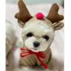thumbnail image 5 of Sudadera con capucha para perros- Suéter básico para perros Abrigo Lindo Forma de rana Chaqueta cálida Mascota Ropa de clima frío Ropa exterior para gatos Cachorro (Elk, 2XL) brillar Electrónica, 5 of 6