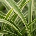 thumbnail image 3 of Expert Gardener Outdoor Live Plant Liriope Lily Turf Variegata Green Grass 2QT, Partial Shade, 3 of 7