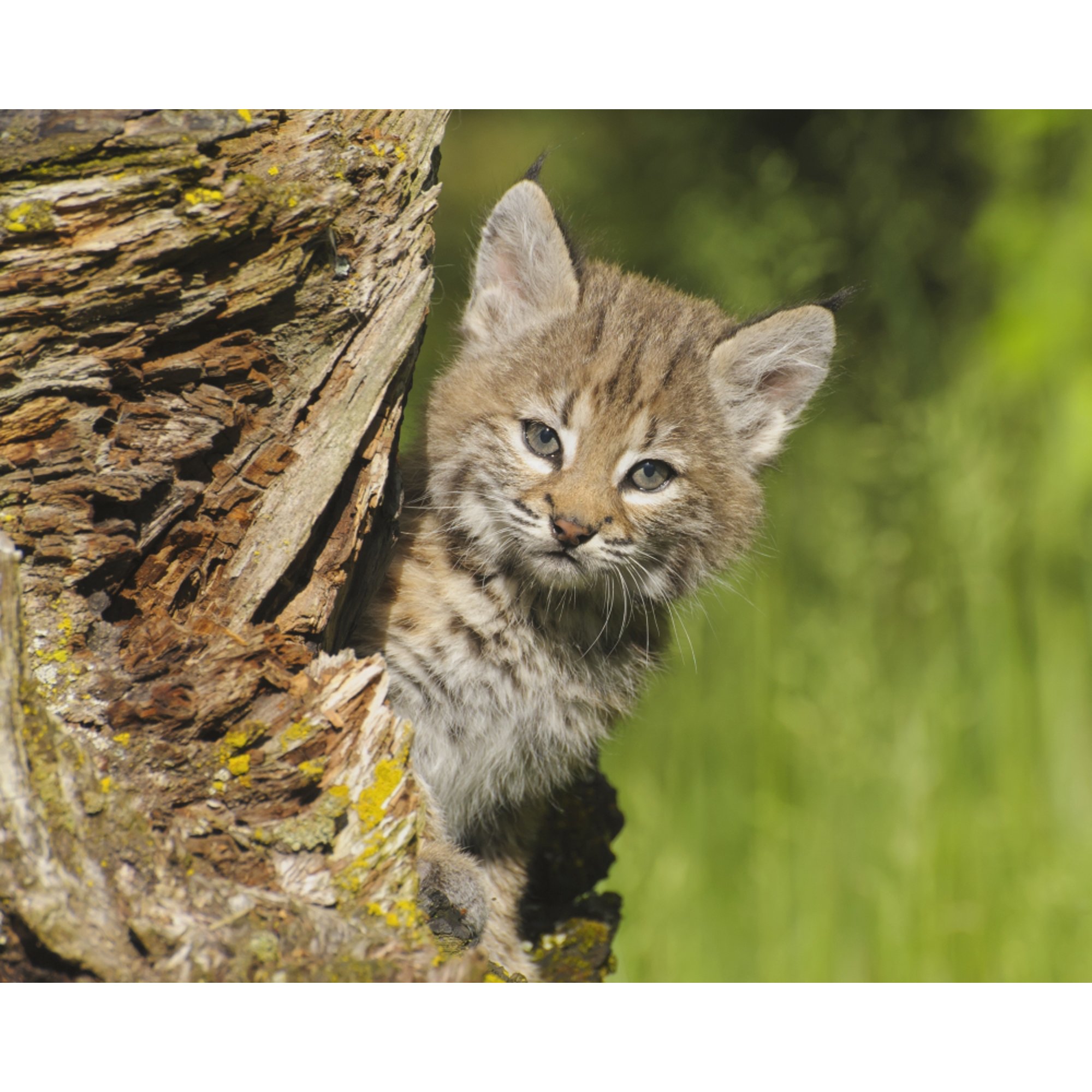 Bobcat kitten (Felis rufus) peeks out from behind log in spring Montana United States of America Canvas Art - Rebecca Grambo Design Pics (17 x 13)