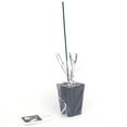 thumbnail image 6 of Van Zyverden Viburnum Sterile 4" Potted Rocketliners® 1 Plant White Full Sun Easy to Grow 2 lbs, 6 of 8