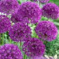 thumbnail image 4 of les bulbes, c’est facile! Assortiment d'alliums (25 Bulbes), 4 of 5