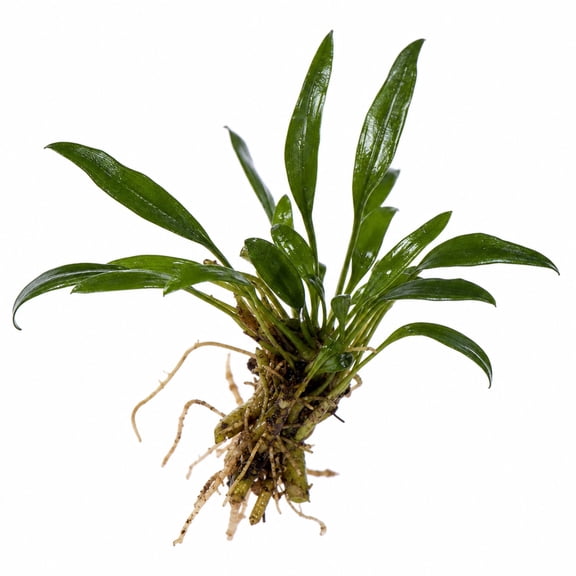 Canton Aquatics Anubias Nangi Live Aquarium Plant, Bare Root Small 1-3 Inches
