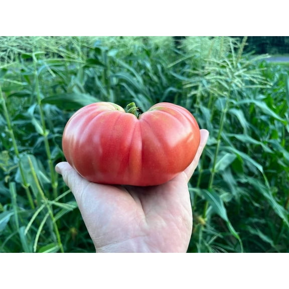 Rosa de Mallorca Spanish Heirloom Rose Pink Beefsteak Tomato Premium Seed Packet