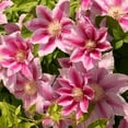 thumbnail image 3 of Clematis Fireworks - Live Plant in a 4 Inch Growers Pot - Clematis 'Fireworks' - Starter Plants Ready for The Garden - Beautiful Deep Pink and Purple Flowering Vine, 3 of 5