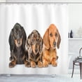 thumbnail image 1 of Ambesonne Dachshund Shower Curtain, Different Color Dogs Lays, 69"Wx84"L, Dark Taupe Grey Taupe, 1 of 3