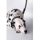 thumbnail image 2 of Collar para perro Alebripets  Collar Grande Zotz, 2 of 7
