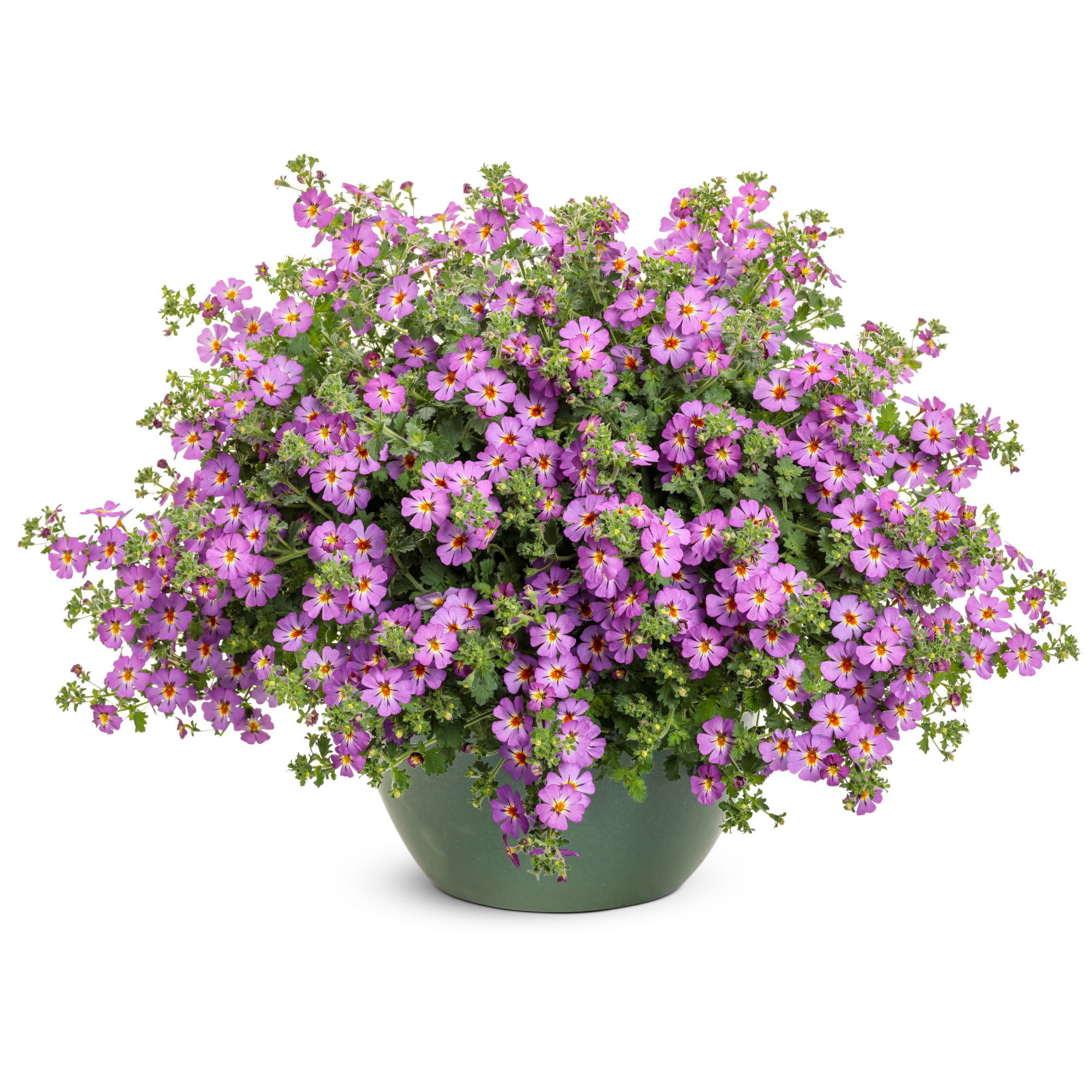 Proven Winners 4" Purple Safari Dusk South African Phlox Live Plant in 4.25" Pot (4 Count)