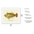 thumbnail image 2 of Oili (Stephanolepis Spilosomus) - From Fishes of Hawaii - Vintage Hawaiian Color Postcard c.1909 - Fine Art Rolled Canvas Print (Unframed) 16in x 20in, 2 of 4