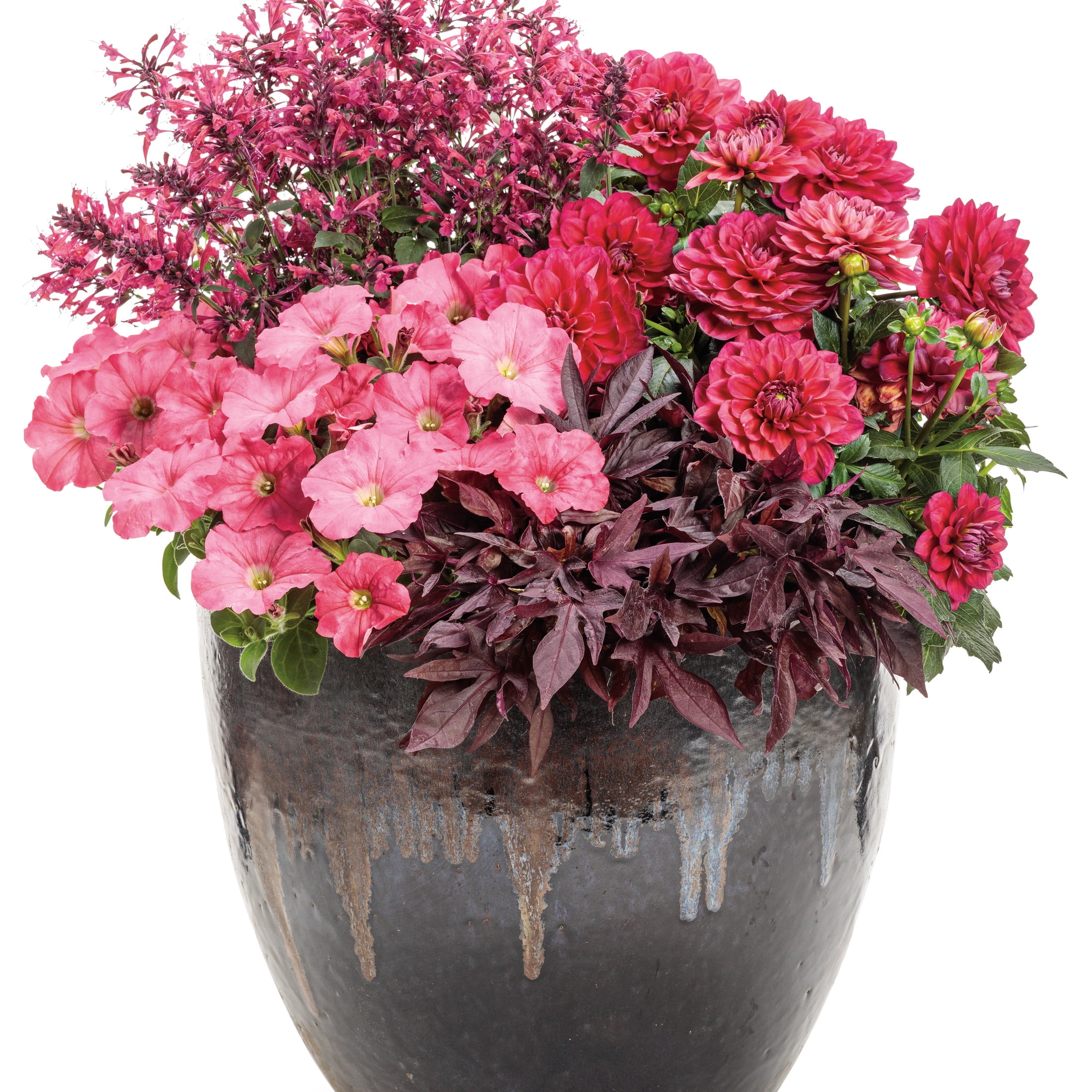 Proven Winners 8" Pink Virtuoso Rad Raz Dahlia Live Plant in 6.5" Pot