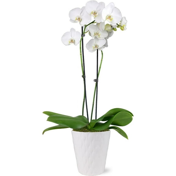 Just Add Ice 16-30" White and Yellow Premium Orchid Live Plant in 5" White Ceramic Pot, House Plant