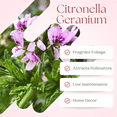 thumbnail image 4 of Live Citronella Plant, Citronella Geranium Plant 5–8 Inch Starter Plant for Indoor or Outdoor Growing, 4 of 7