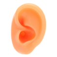 thumbnail image 2 of Silicone Ear Model Soft Flexible Right Ear Reusable Human Ear Model for Ear Piercing Training Earrings Display Left, 2 of 5