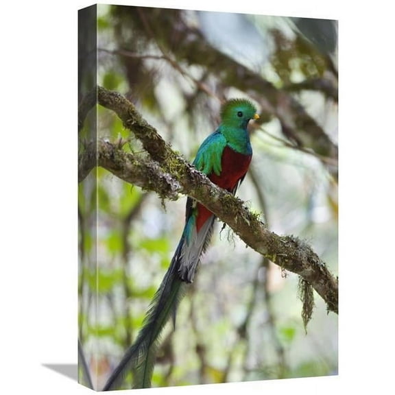 12 x 18 in. Resplendent Quetzal Male, Costa Rica Art Print - Konrad Wothe