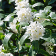 thumbnail image 5 of Daphne White Live Shrubs, Fragrant Evergreen with Elegant White Blooms, 5 of 6