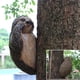 thumbnail image 5 of Estatua de animal abrazando árbol Wosthever de resina para Jardín y patio, 5 of 6