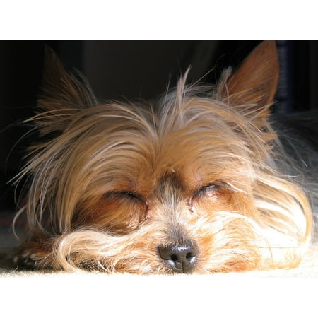Yorkshire Terrier Dog Picture Canvas Print Terrier Canine Pet Yorkie Dog Yorkshire Terrier Stretched Canvas 10 x 14 ()