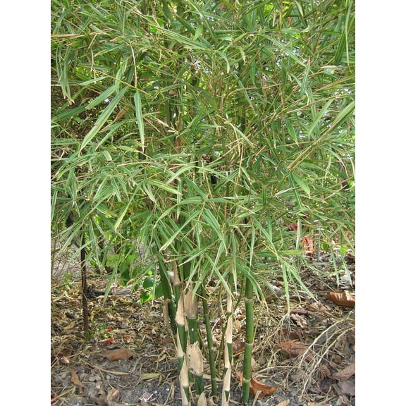 50 Dwarf Malay Variegated Bamboo Seeds Privacy Plant Garden Shade Exotic Screen 416 US SELLER