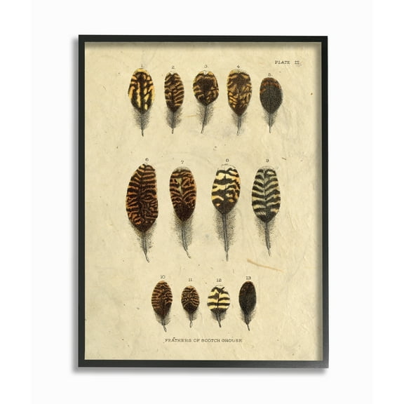 Stupell Aged Paper Vintage Feather Identification Print Framed Art, 11 x 14, Design By Artist Daphne Polselli 16 x 20
