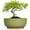 Glaze-green, variant on Terracotta Pot 8 inch Shallow Round Succulent Planter Bowl with Drainage & Bamboo Tray Flower Pots for Indoor Plants Cacti Bonsai Red