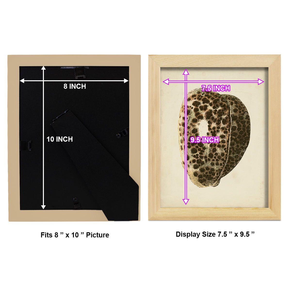 Sealife Collection III - Framed Print w/glass - Natural Wood