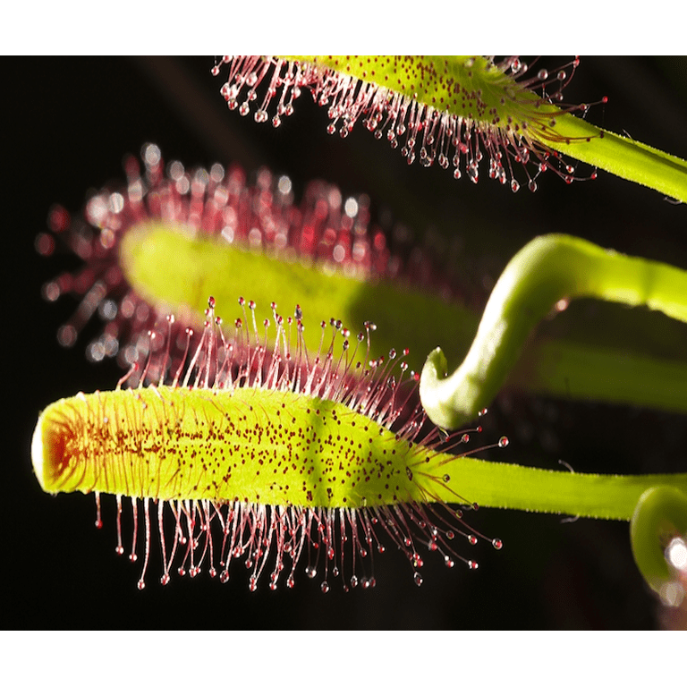 artificial plant wall decor Elevate Your Space With Our Artificial Wall Package C - Shop Our Stunning  Collection