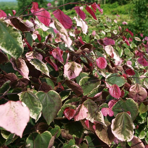 Brighter Blooms - Bloomables® Carolina Sweetheart® Redbud Tree, 3-4 ft. - No Shipping to AK, AZ, HI, OR
