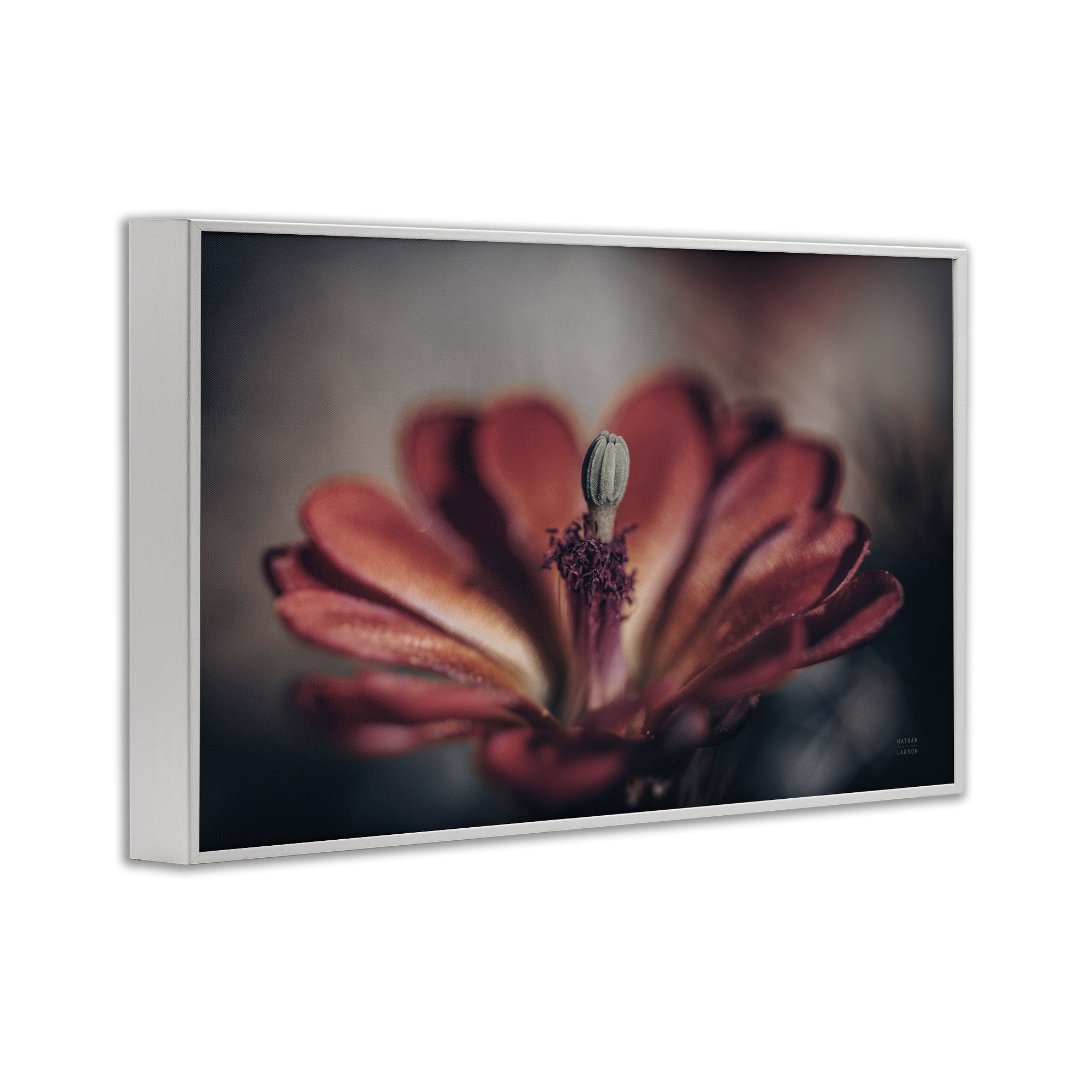 Stupell Industries Red Elevation Bloom Botanical & Floral Photography White Framed Art Print Wall Art, 18 x 12