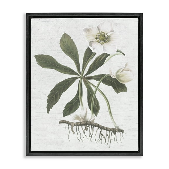 Stupell Industries Magnolia Flower Study Botanical & Floral Painting Black Floater Framed Art Print Wall Art, 17 x 21