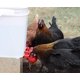 thumbnail image 5 of Paquete de 2 - Kit automático de bebedero de taza de pezón de agua de pollo para aves de corral Adepaton XSD-110-3, 5 of 7