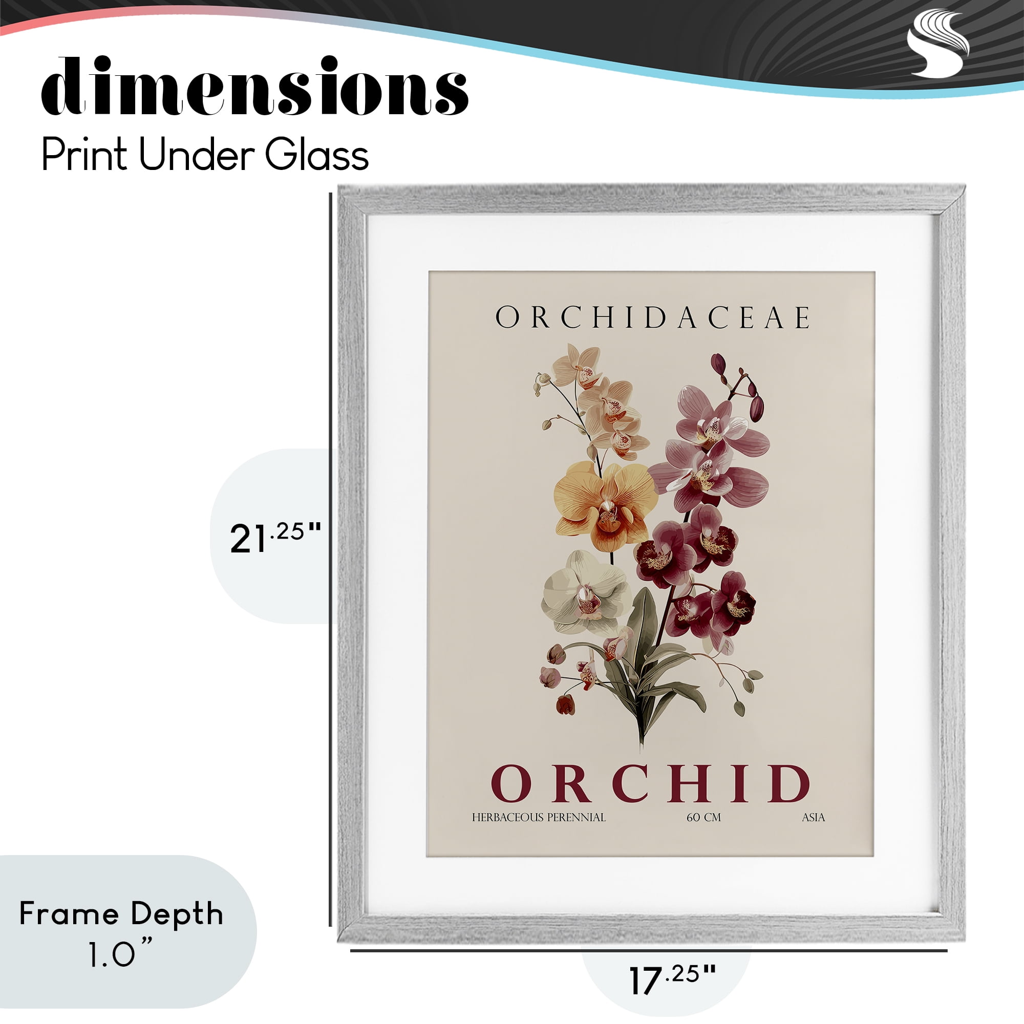 Stupell Industries Natural Orchid Bundle Gray Framed Print Under Glass, design by Christopher Giampietro