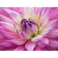 thumbnail image 3 of Frank, Assaf 24x19 Black Modern Framed Museum Art Print Titled - Dahlia flowers, 3 of 5