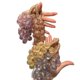 thumbnail image 4 of Jabón de uva en forma de uvas con cordel, jabones elaborados en frío para lavarse las manos o ambientar el ambiente, 4 of 6
