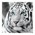 thumbnail image 1 of Cabeza de Tigre 5D Wdftyju DIY Taladro Completo Redondo Pintura de Diamante, 1 of 8