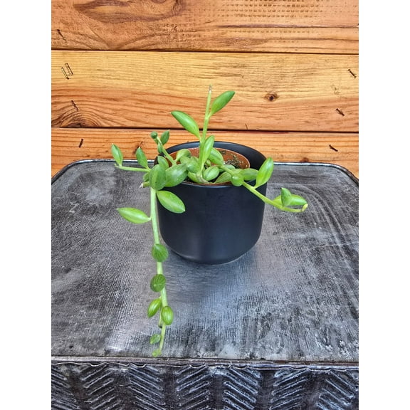 Herreianus String of Watermelons, 2" Plant, The Plant Farm