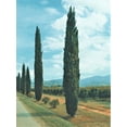 thumbnail image 3 of Expert Gardener Italian Cypress (2.5 Quart) Narrow and Upright Evergreen Tree - Full Sun Live Outdoor Plant, 3 of 6
