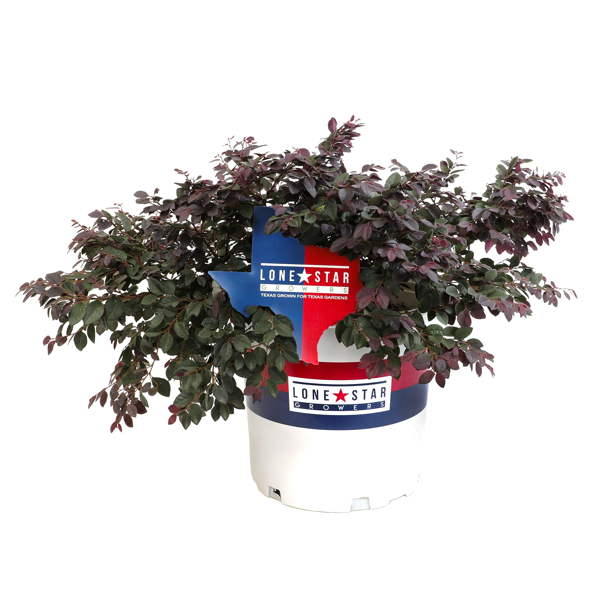 Lone Star Growers Dark Plum Loropetalum Cerise Charm Live Plants in Pot