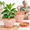 Orange-12 Inch, variant on Beige 16 Inch 4 Pack Plastic Plant Pots with Drainage Holes and Trays